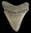 Megalodon Tooth - Nice Shape #4978-2